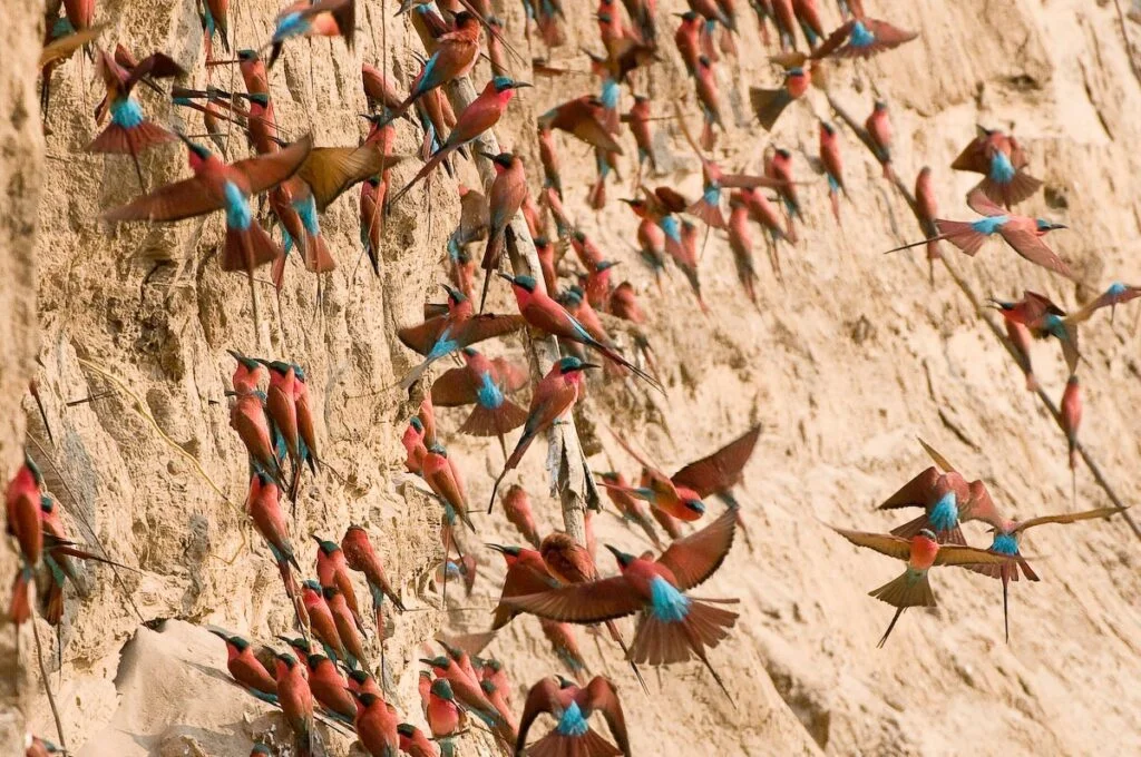 The Beauty of Birds in East and Southern Africa