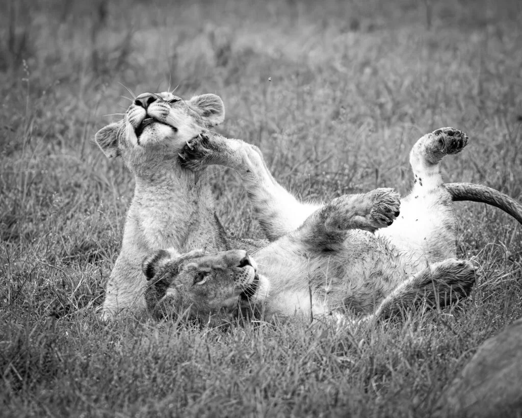 Masai Mara Conservancies : A Wildlife Haven