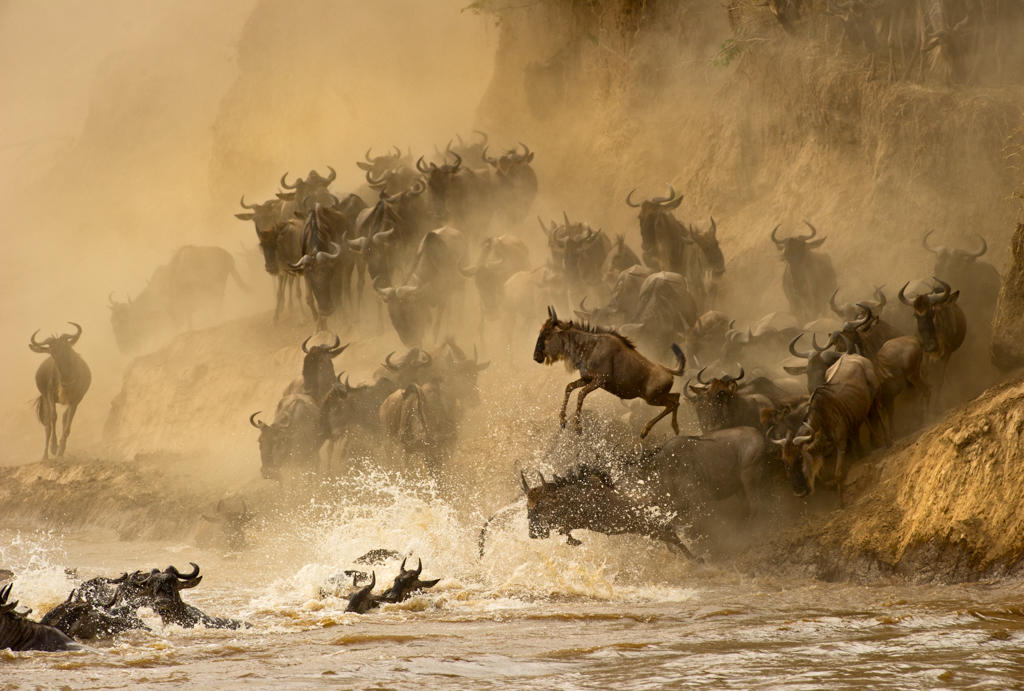 Africa's Animal Migrations / Masai Mara Conservancies : A Wildlife Haven