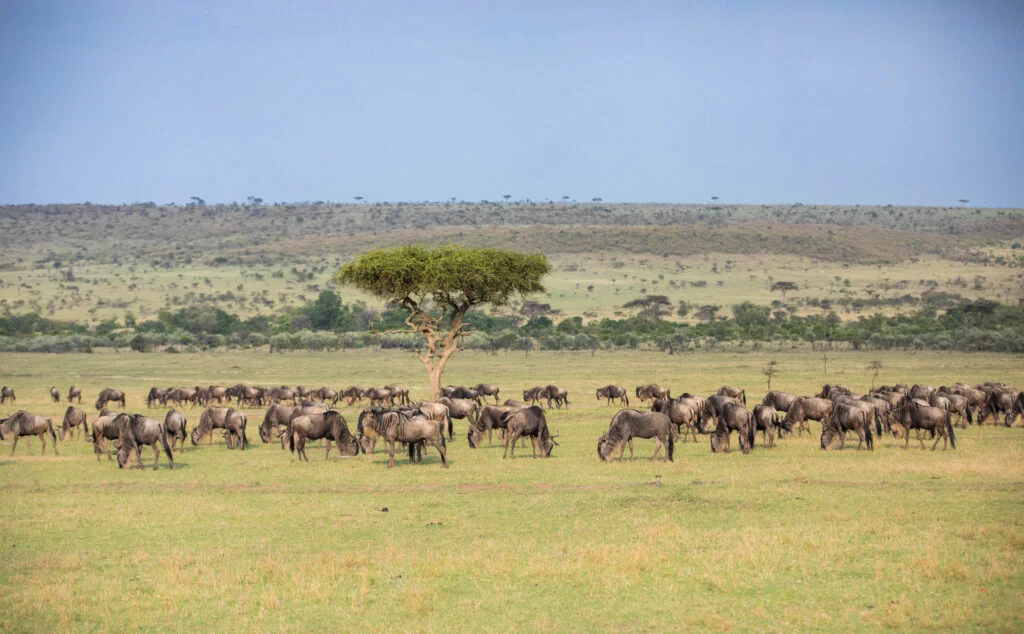 Mara Conservancies : A Wildlife Haven