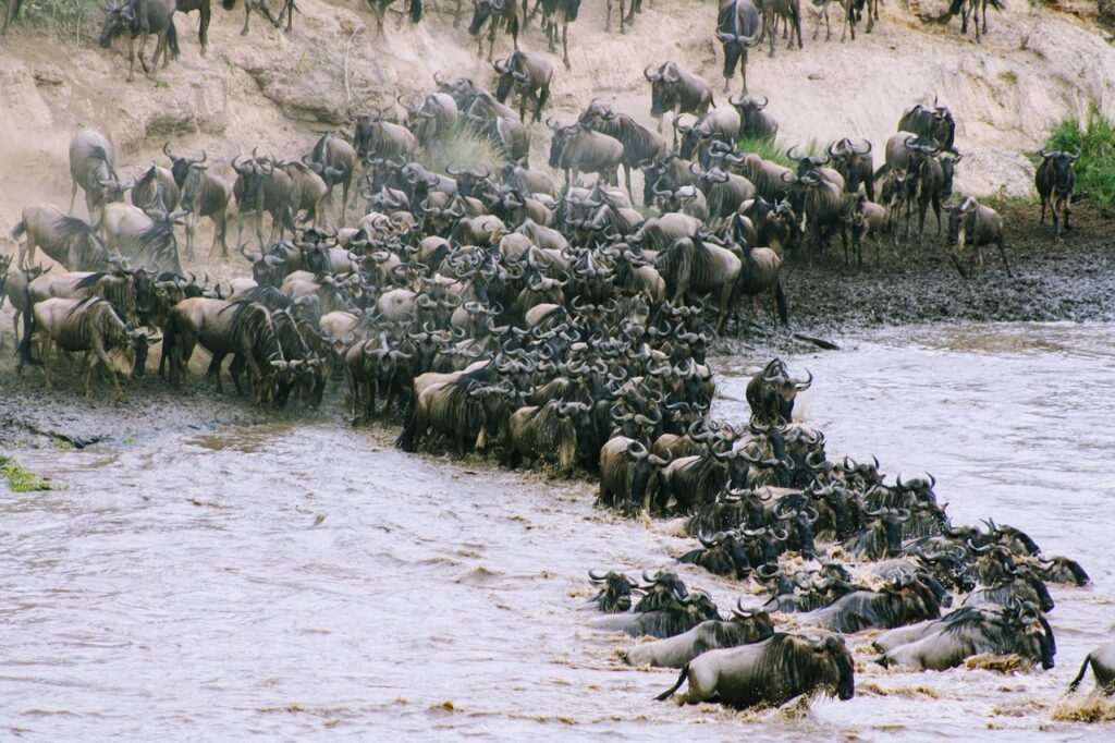 Tangulia Mara migration - Ganders Travel