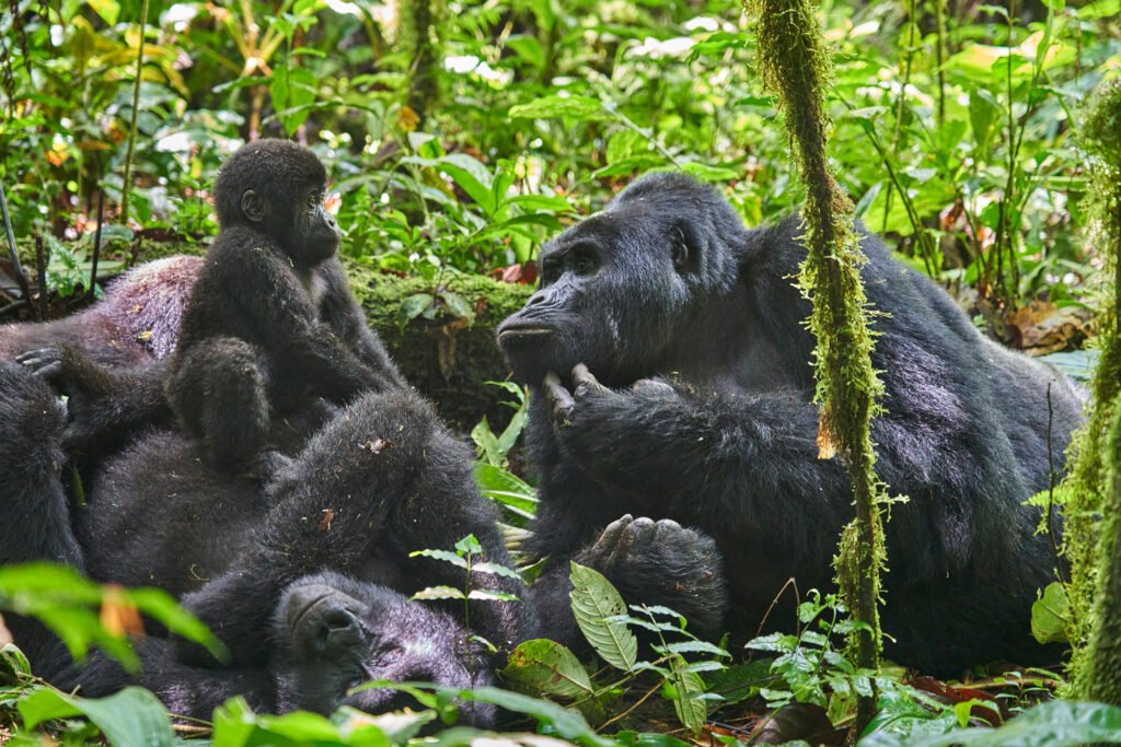 Gorilla Tracking