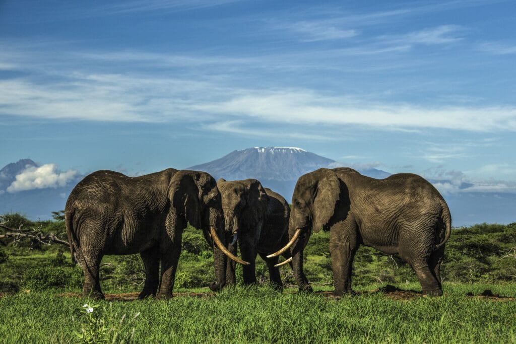 Travel Wish List / Kenya