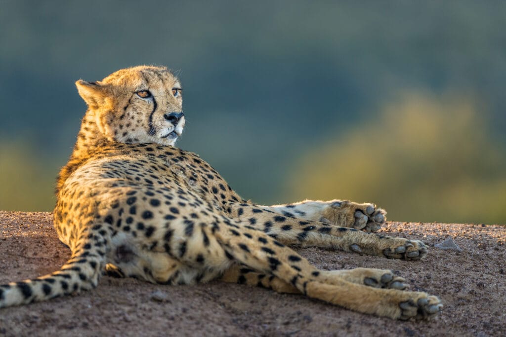 Cheetah COPYRIGHT PROTECTED Marcus Westberg Photography - Ganders Travel