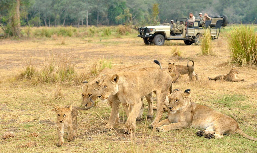 Family Safari