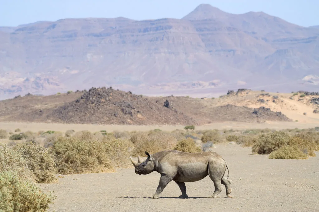 Black Rhino In Damaraland - Ganders Travel