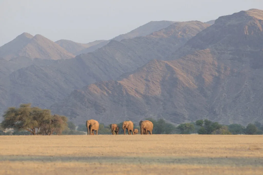 Desert Adapted Elephant on the Move in the Hoanib River - Ganders Travel