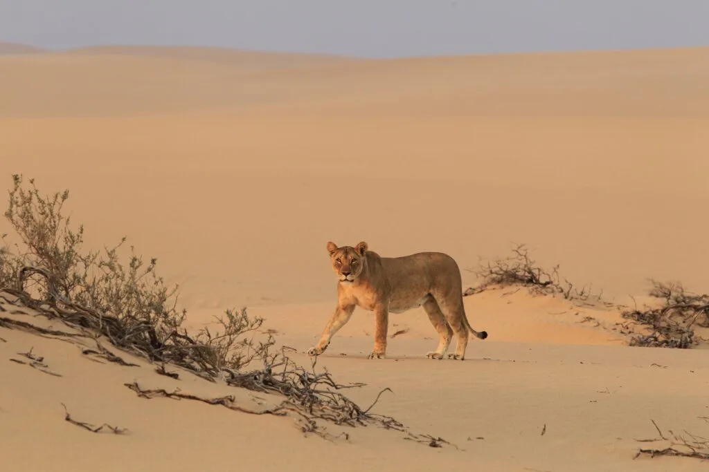 Desert Lion Crossing the Sand Dune - Ganders Travel