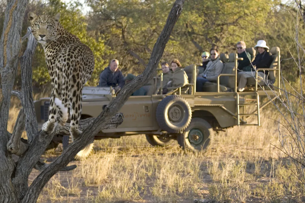 Tracking Leopards with Okonjima - Ganders Travel