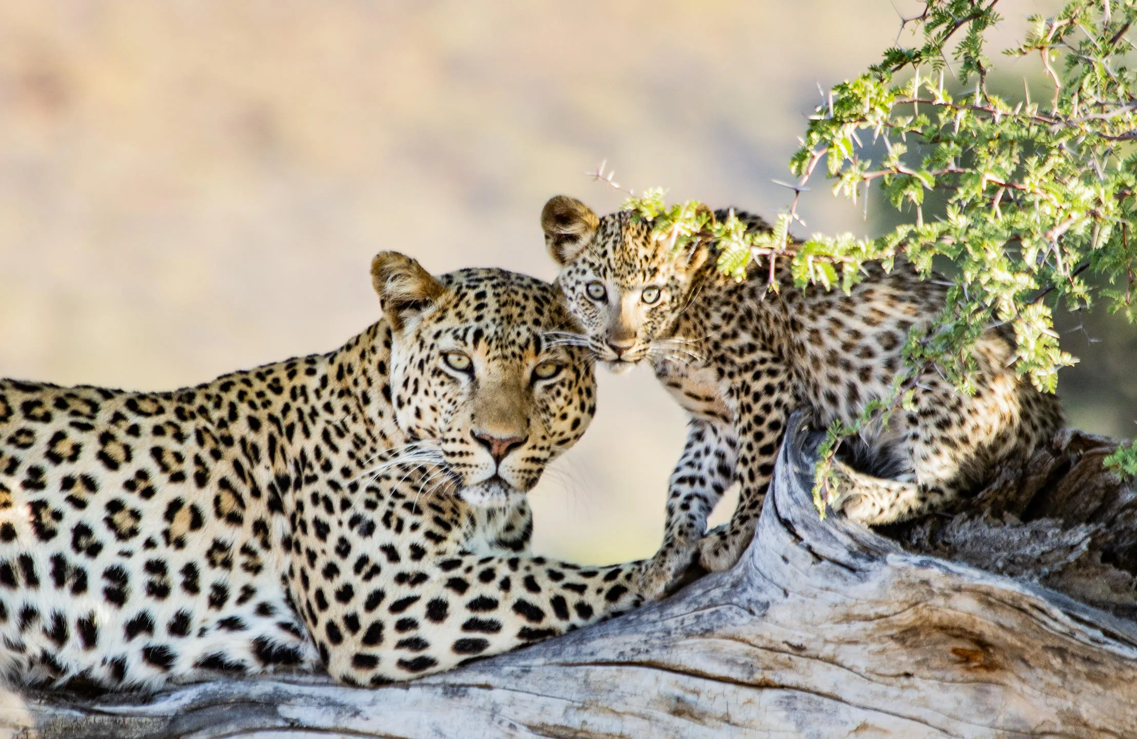 Conservation