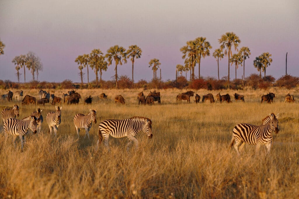 07 Zebra migration - Ganders Travel