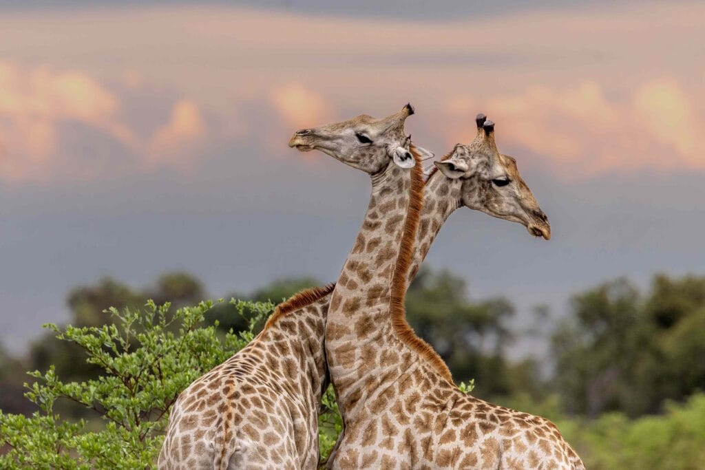 Linyanti and Chobe, Botswana, Ganders Travel 
