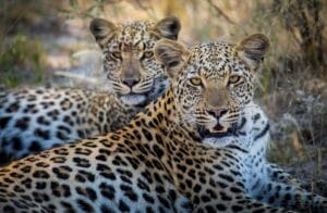 Botswana Linyanti Selinda Explorers, Ganders Travel