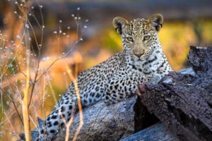 Botswana Okavango Delta Wilderness Qorokwe, Ganders Travel