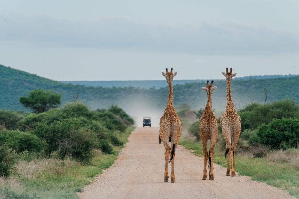 Jacis safari lodge 489438170 1275025460743119 2757908387620774428 n 1 - Ganders Travel