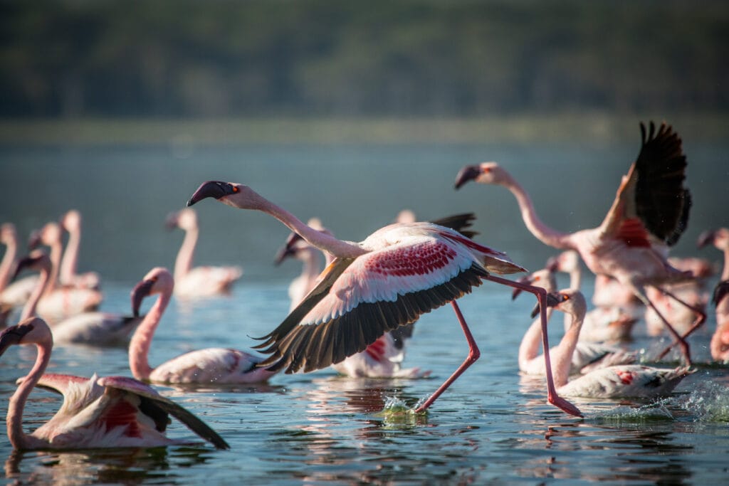 Kenya Rift Valley 136940 Governors Loldia House Activities Flamingos on Lake Nakuru - Ganders Travel