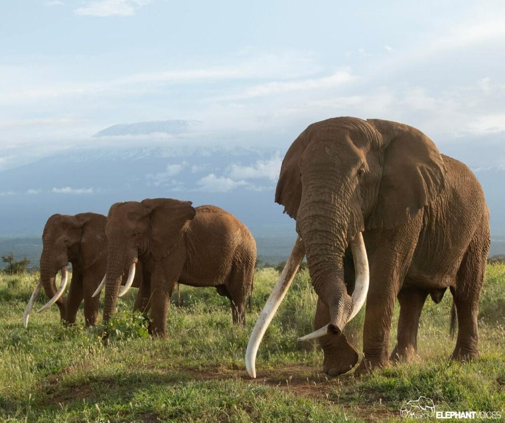Kenya Samburu Elephant Watch Camp, Ganders Travel