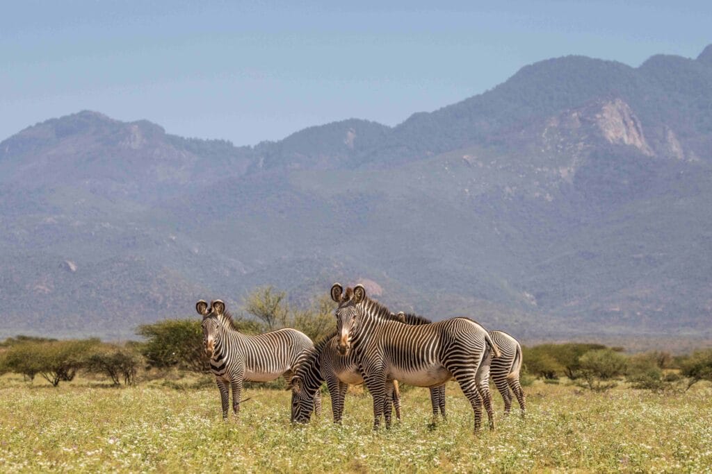 Kenya, Samburu, Ganders Travel