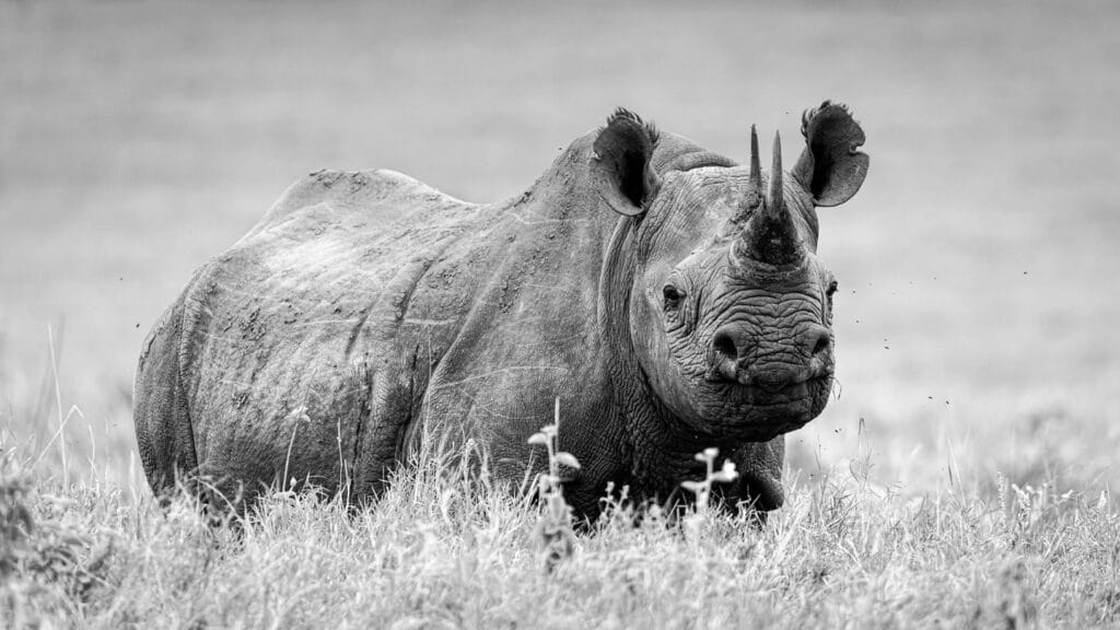 Lewa wildlife conservancy, Ganders Travel