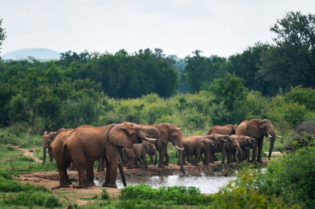 Madikwe elephant 1 - Ganders Travel