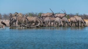 Etosha Heights Private Reserve, Etosha, Namibia, Ganders Travel