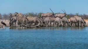 Etosha Heights Private Reserve, Etosha, Namibia, Ganders Travel