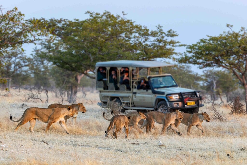Etosha Heights Private Reserve, Etosha, Namibia, Ganders Travel 