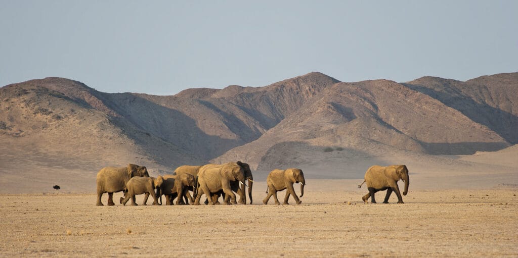 Desert Rhino Camp, Damaraland, Namibia, Etosha 