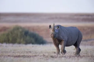 Namibia Damaraland Wilderness Safaris Desert Rhino Camp 6 - Ganders Travel