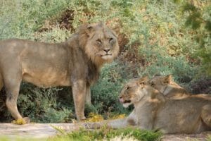 Hoanib Valley Camp, Kaokoland, Namibia, Ganders Travel