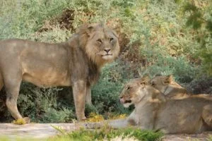 Hoanib Valley Camp, Kaokoland, Namibia, Ganders Travel