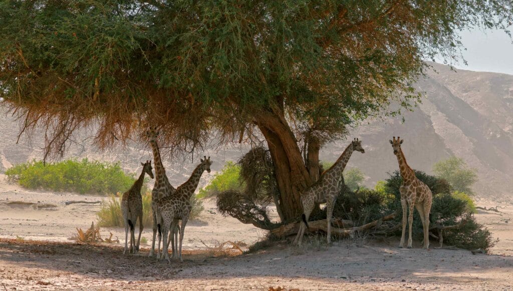 Hoanib Valley Camp, Kaokoland, Namibia, Ganders Travel 