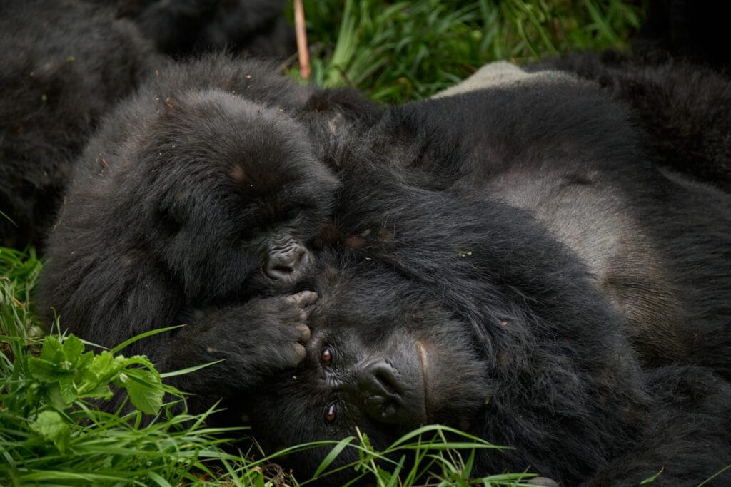 Virunga Lodge, Volcanoes National Park, Rwanda, Ganders Travel 