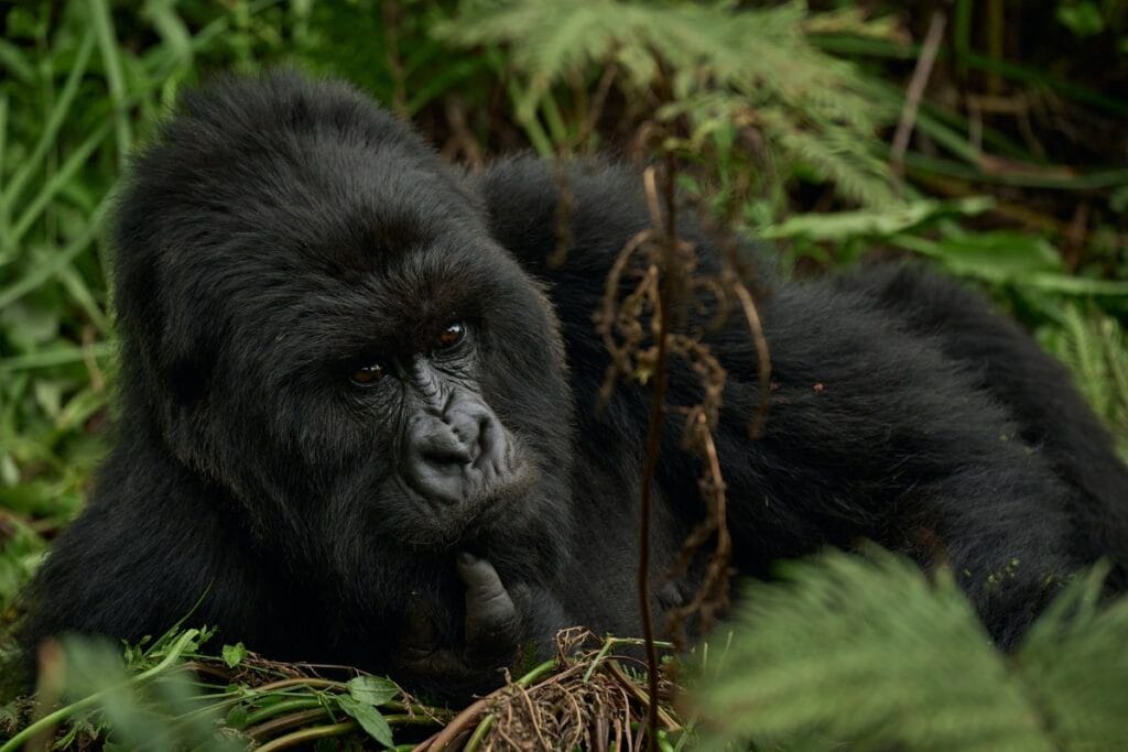Virunga Lodge, Volcanoes National Park, Rwanda, Ganders Travel 