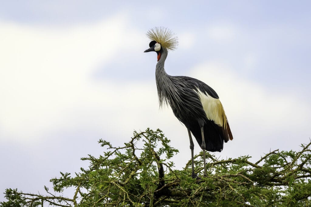 Magashi Camp, Akagera National Park, Rwanda, Ganders Travel 