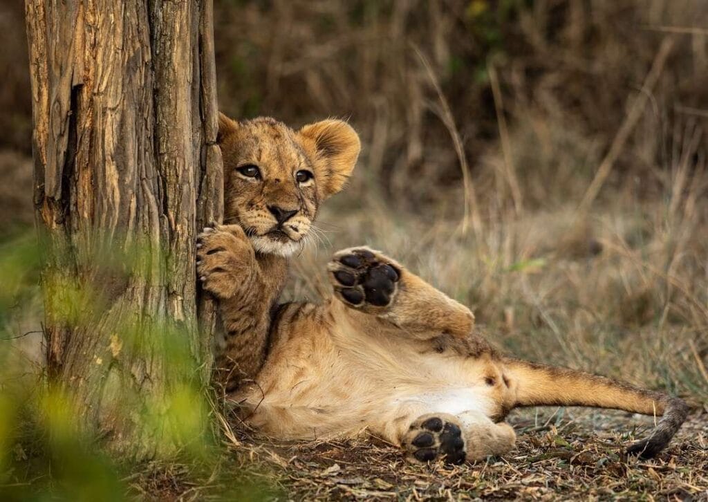 Magashi Camp, Akagera National Park, Rwanda, Ganders Travel 