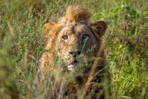 Magashi Camp, Akagera National Park, Rwanda, Ganders Travel