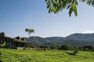 One & Only Nyungwe House, Rwanda, Ganders Travel