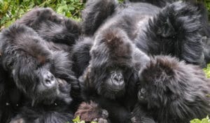 Sabyinyo Silverback Lodge, Volcanoes National Park, Rwanda, Ganders Travel
