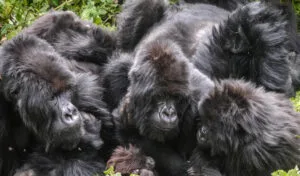 Sabyinyo Silverback Lodge, Volcanoes National Park, Rwanda, Ganders Travel