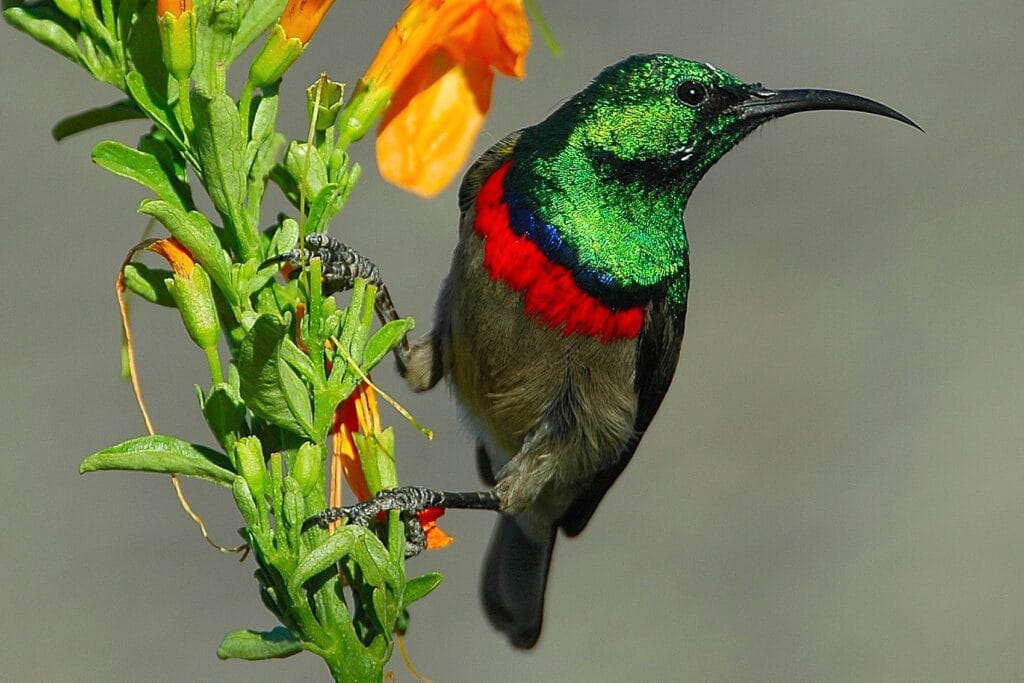 Grootbos, Garden Route, South Africa, Ganders Travel