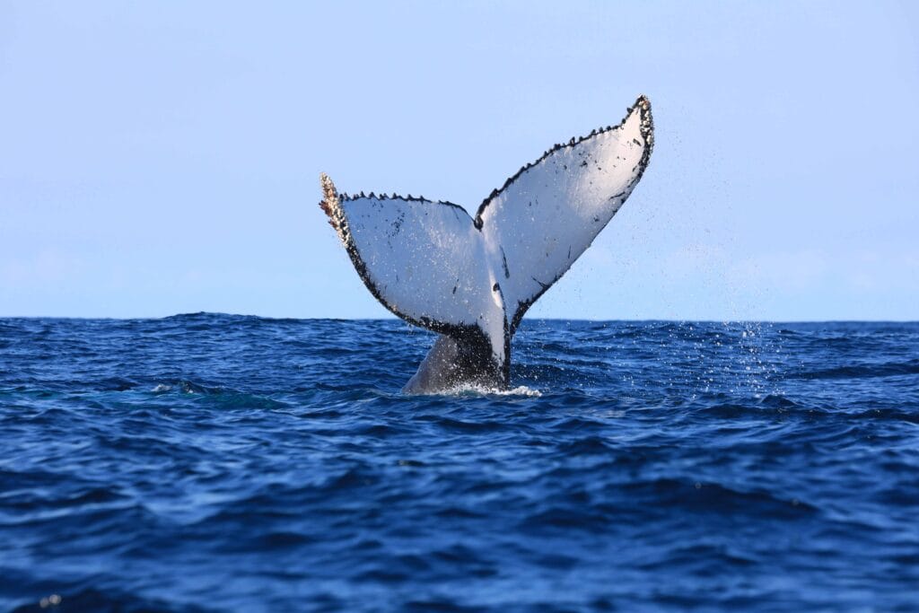 Gwe Gwe, Garden Route, South Africa, Ganders Travel