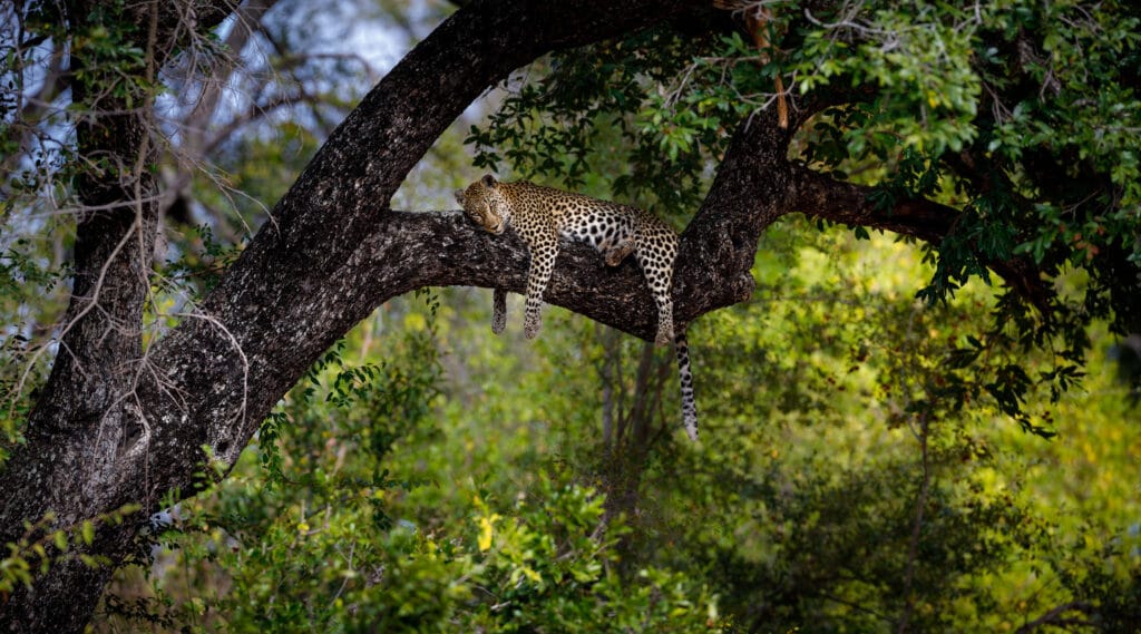 Tanda Tula, Kruger National Park, South Africa, Ganders Travel