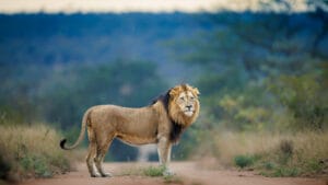 Tanda Tula, Kruger National Park, South Africa, Ganders Travel