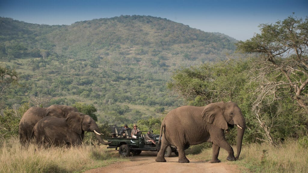 Phinda, KwaZulu-Natal, South Africa, Ganders Travel