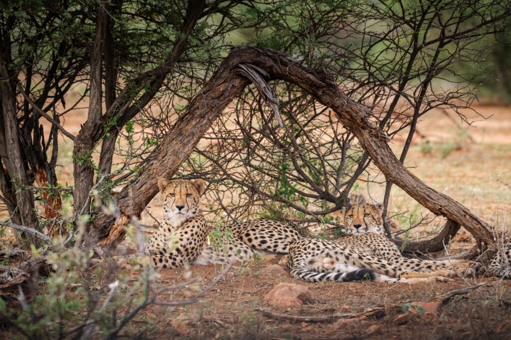South Africa Madikwe Jacis Private Lodge 490274530 1278155037096828 8967790168860269902 n 1 - Ganders Travel