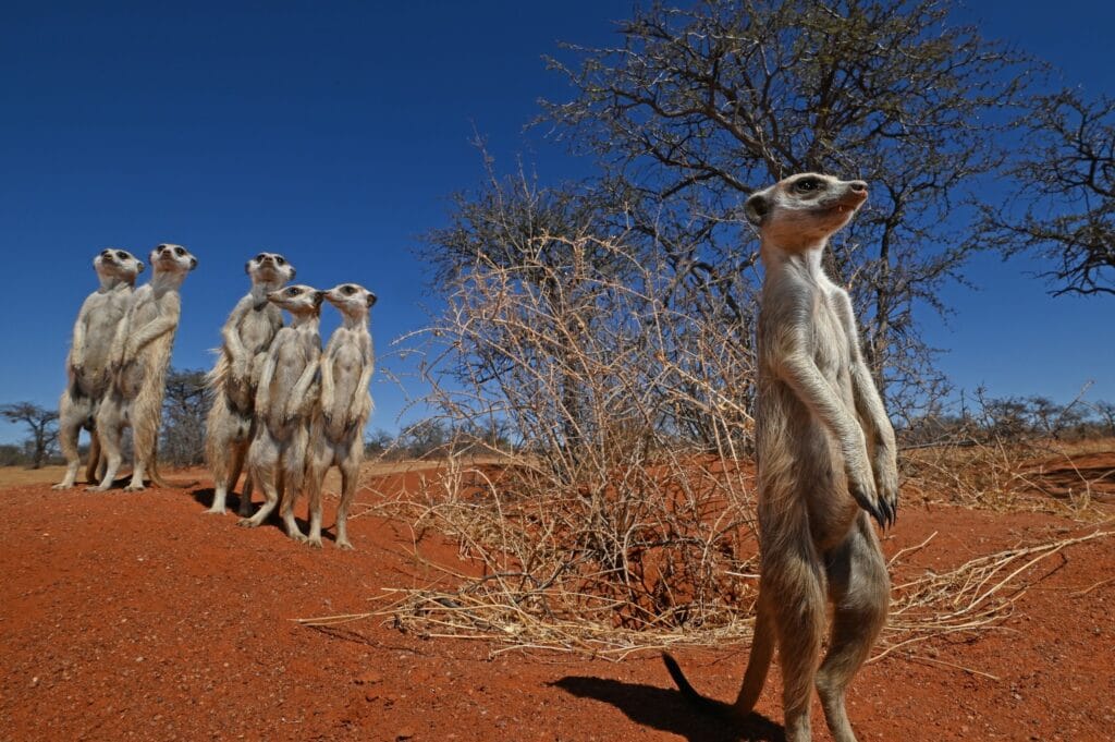 Tswalu, South Africa, Ganders Travel 