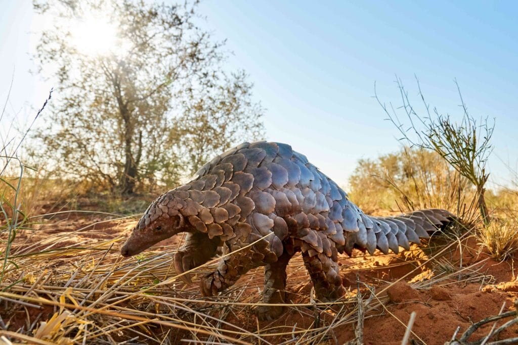 Tswalu, South Africa, Ganders Travel 