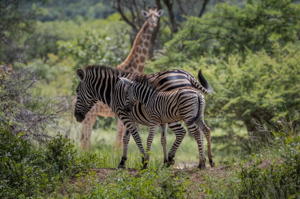 Ant's Nest, Waterberg, South Africa, Ganders Travel 