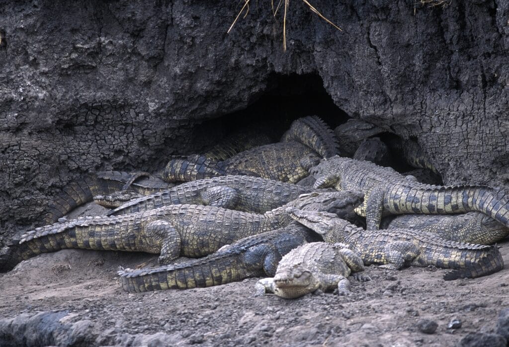 Chada Katavi, Tanzania, Ganders Travel 